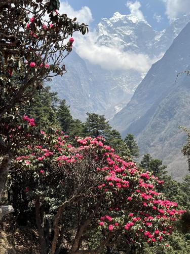 Rhododendron season in Sagarmatha National Park, Nepal