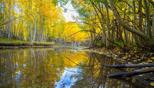 Fall Aspen Trees near Duck Creek, Utah