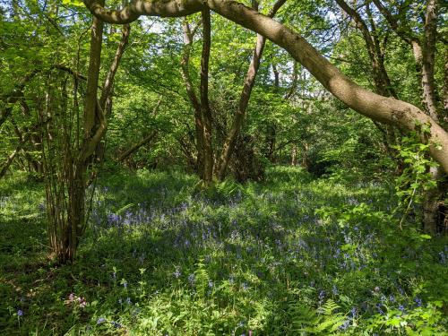 Bluebells in Prior's Coppice Woods, Leicestershire.