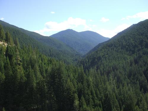Some trees I saw near Jawbone Flats, OR.