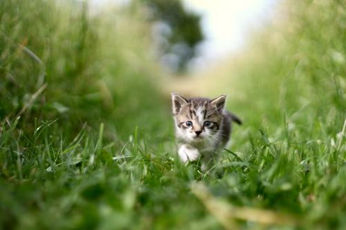 Little Kitten
