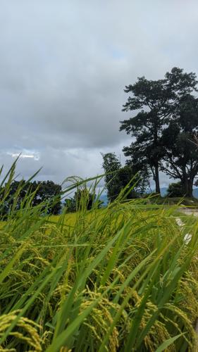 Padeli Dil Rd,Pokhara,Nepal