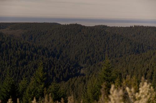 Redwood National Forest, California