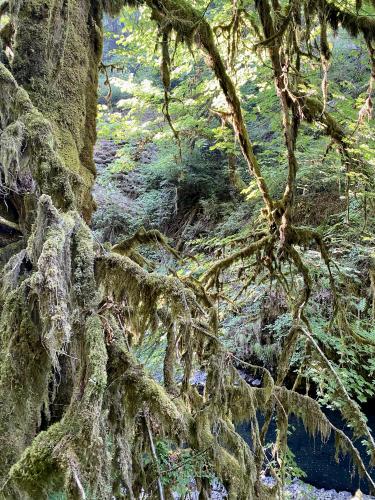 Mossy Enchanted Oregon Forest