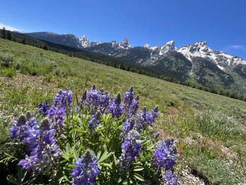 Grand Teton National Park in Wyoming