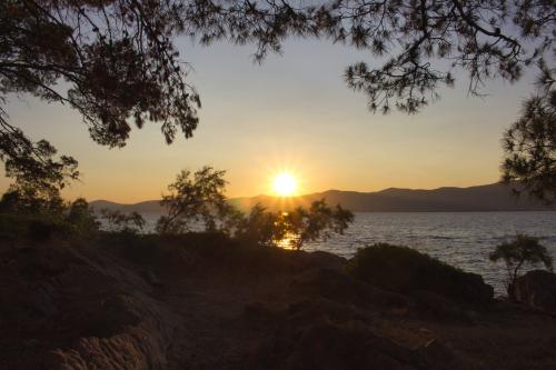 The beautiful sunset with trees