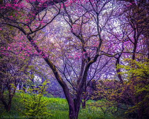 Highland Park-Rochester, NY
