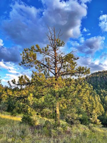 Tree after sunrise, Sangre de Cristo mountains, CO