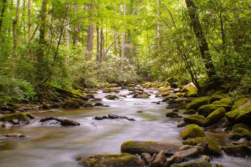 Took a walk in the mountains of north Georgia