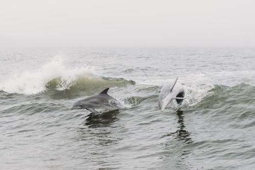 Dolphins jumping out of the water at Orange Beach, Alabama