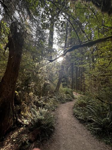 Olympic National Forest: Hall of Mosses