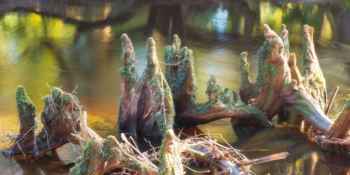 Cypress Magic, Econlockhatchee River, Orlando, FL