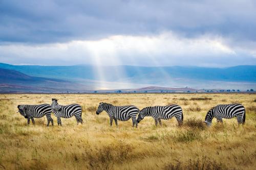 Zebras grazing