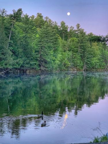 A pair of Canada geese on Kingsford Lake, Frontenac County, Ontario Canada