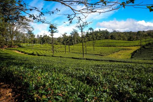 Tea Farm Valpari, TN, India