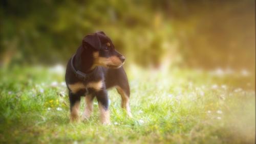 Puppy!