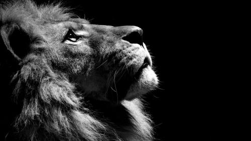 lion for desktop, monochrome, profile view, predator, big cats