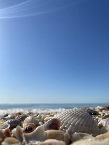 I love these seashell piles along the beach. Treasure island, Fl.