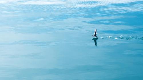 Running on Water