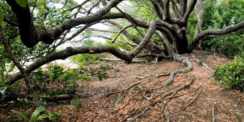 Tree. Nina Bay. Hinchinbrook Island. Queensland. Australia.  More in Comments.