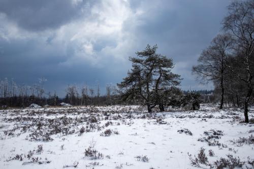 April Snow in the Marshes of the Ardennes.