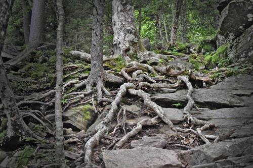 Roots climbing the mountain, Indian Head Preserve, NY