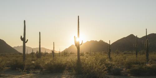 A little desert pano. Sonoran Desert National Monument. [5425 x 2712]