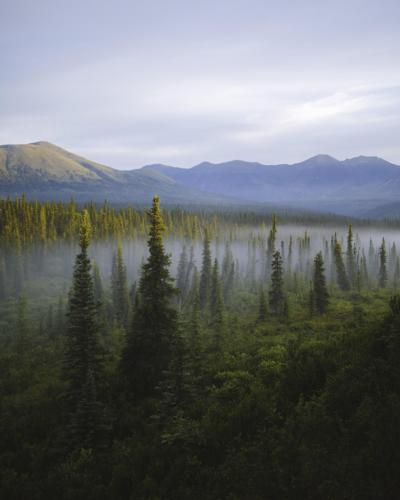 A foggy morning in Alaska