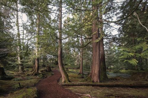 Path in the Forest. Bloedel Reserve. Bainbridge Island WA.