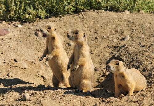 White-tailed prairie dogs photographed by Tom Koerner in Wyoming, USA.