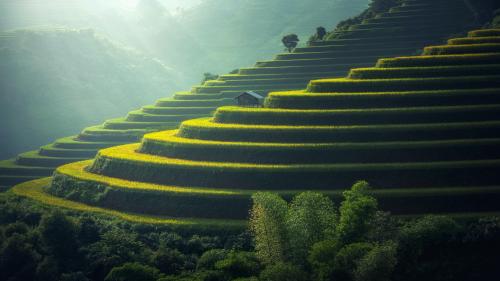 Scenic view of Rice Paddy