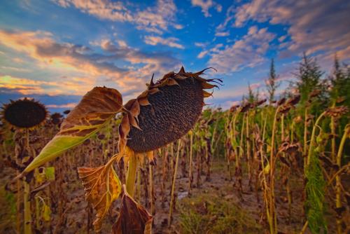 Sunflower and the sunset