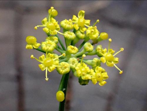 Fennel