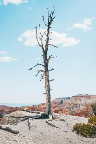 A dead tree at Bryce Canyon NP, Utah, USA