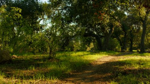 Green trail near Pasadena, CA.