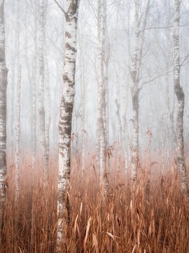 Birch trees in the mist, southern Germany