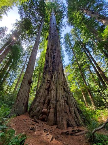 A very large tree. Redwoods National park, California.