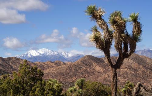 Joshua Tree, Mt. San Gorgonio