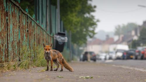 Urban fox. Glasgow