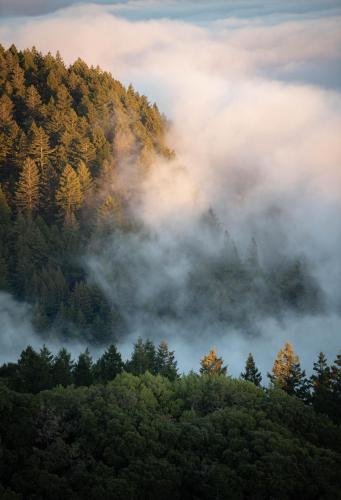 Mountains of redwoods and oceans of fog in California