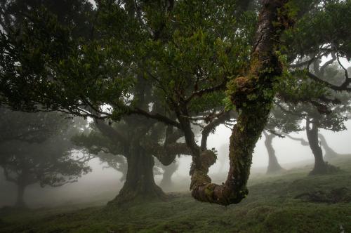 laurel tree in a cloufy landscape, Madeira