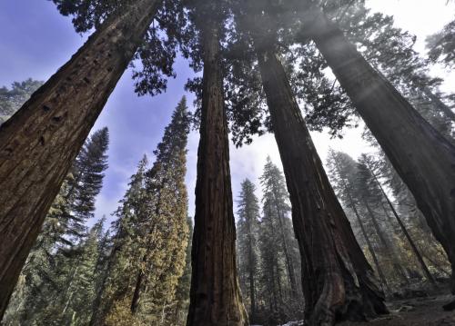 Sequoia National Park, the four guardsmen  4032 × 2891