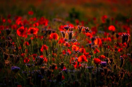 Poppies.  photographed  last May