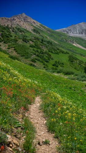 Wildflowers near Crested Butte, CO