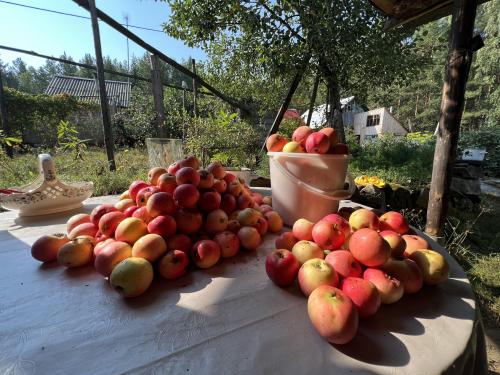 Apple harvesting time in the Urals, Russia