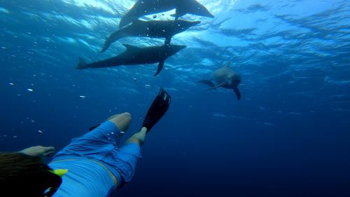 A chance encounter with spinner dolphin in Bonaire turned into 25 minutes of magic with them in the deep blue