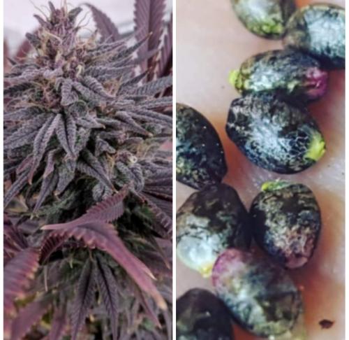 I made a purple strain and decided to make seeds. Look at these purple and yellow tips that came from them 🥰