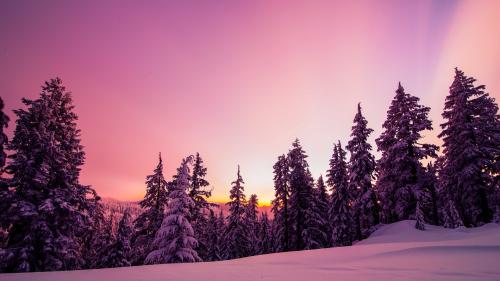 Snowy Forest Landscape Scenery