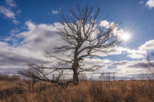 Old bur oak tree on a southern Wisconsin prairie