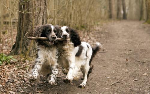 Dog Couple Playing With Stick